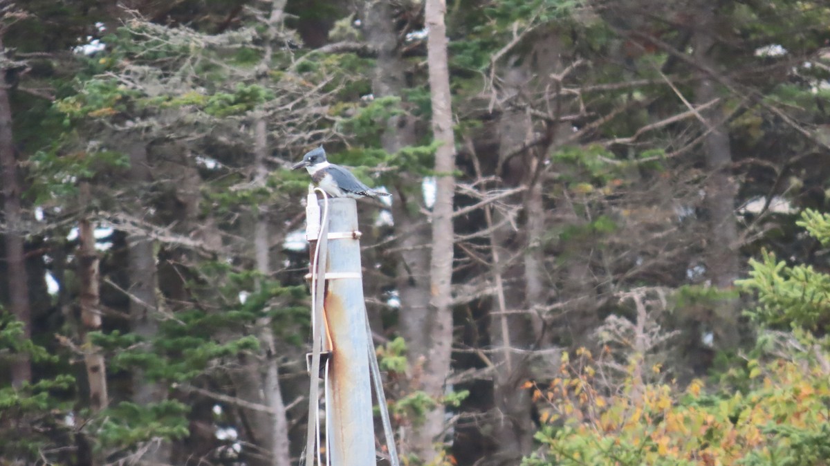 Belted Kingfisher - Rhonda Langelaan