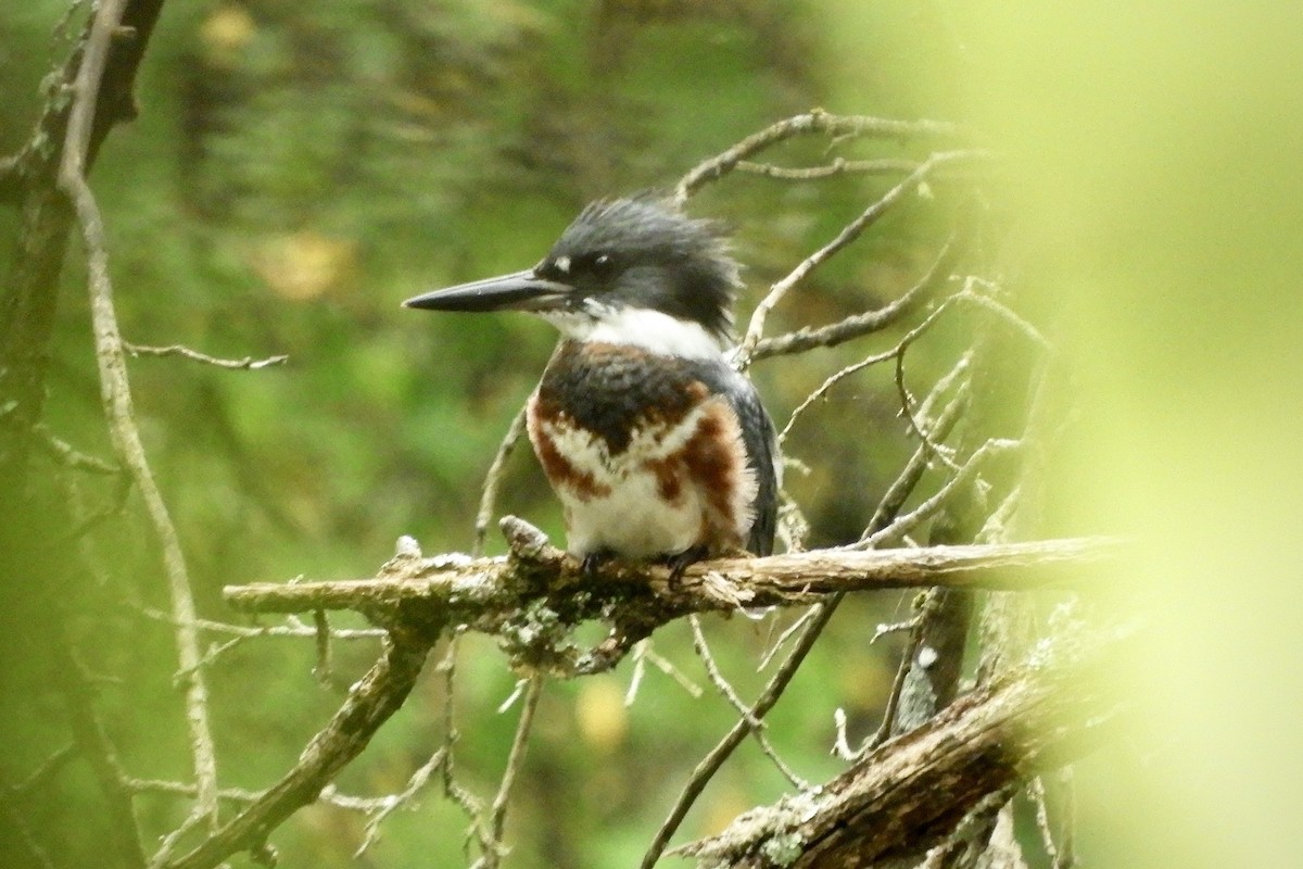 Belted Kingfisher - ML624527578