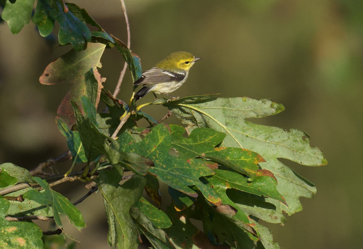 Black-throated Green Warbler - ML624527662