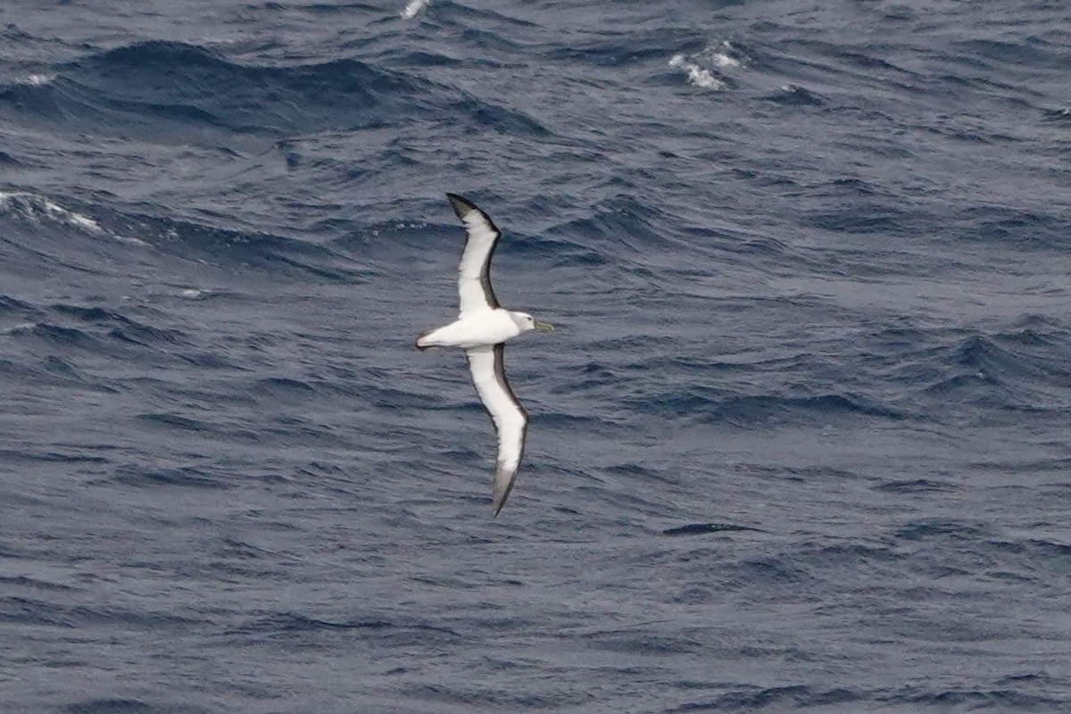 Buller's Albatross - Terry Doyle