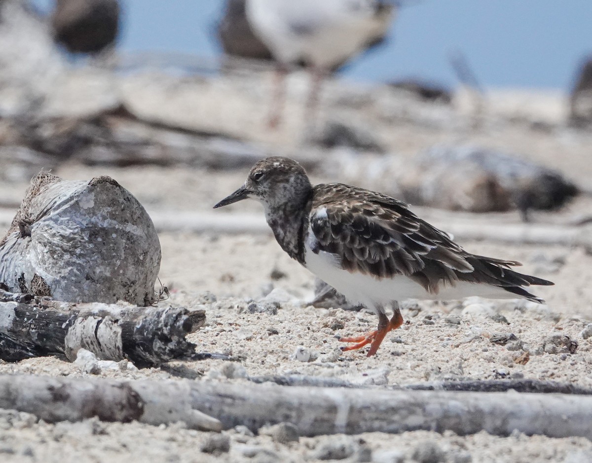 Ruddy Turnstone - ML624527682