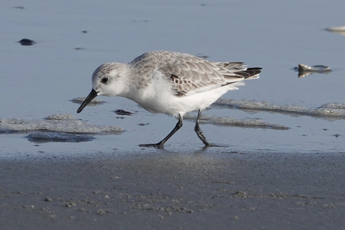 Sanderling - ML624527738