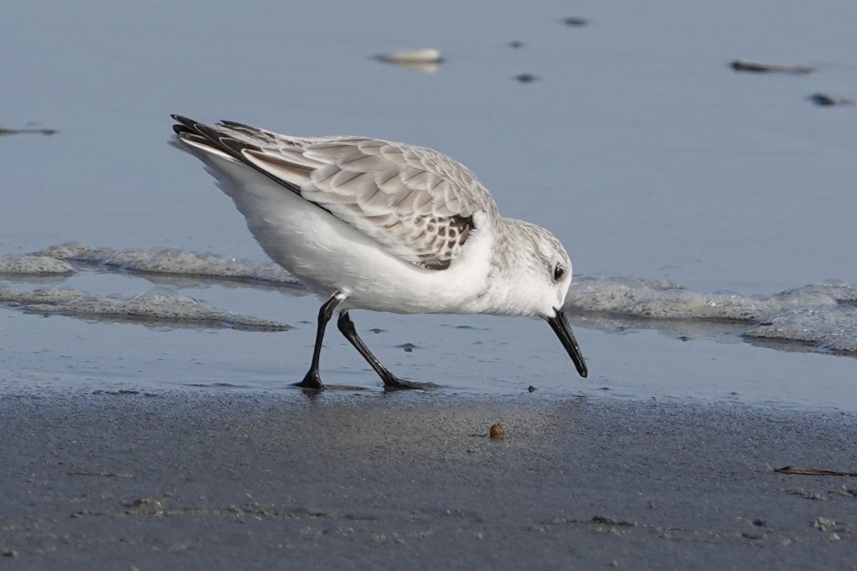 Sanderling - ML624527739