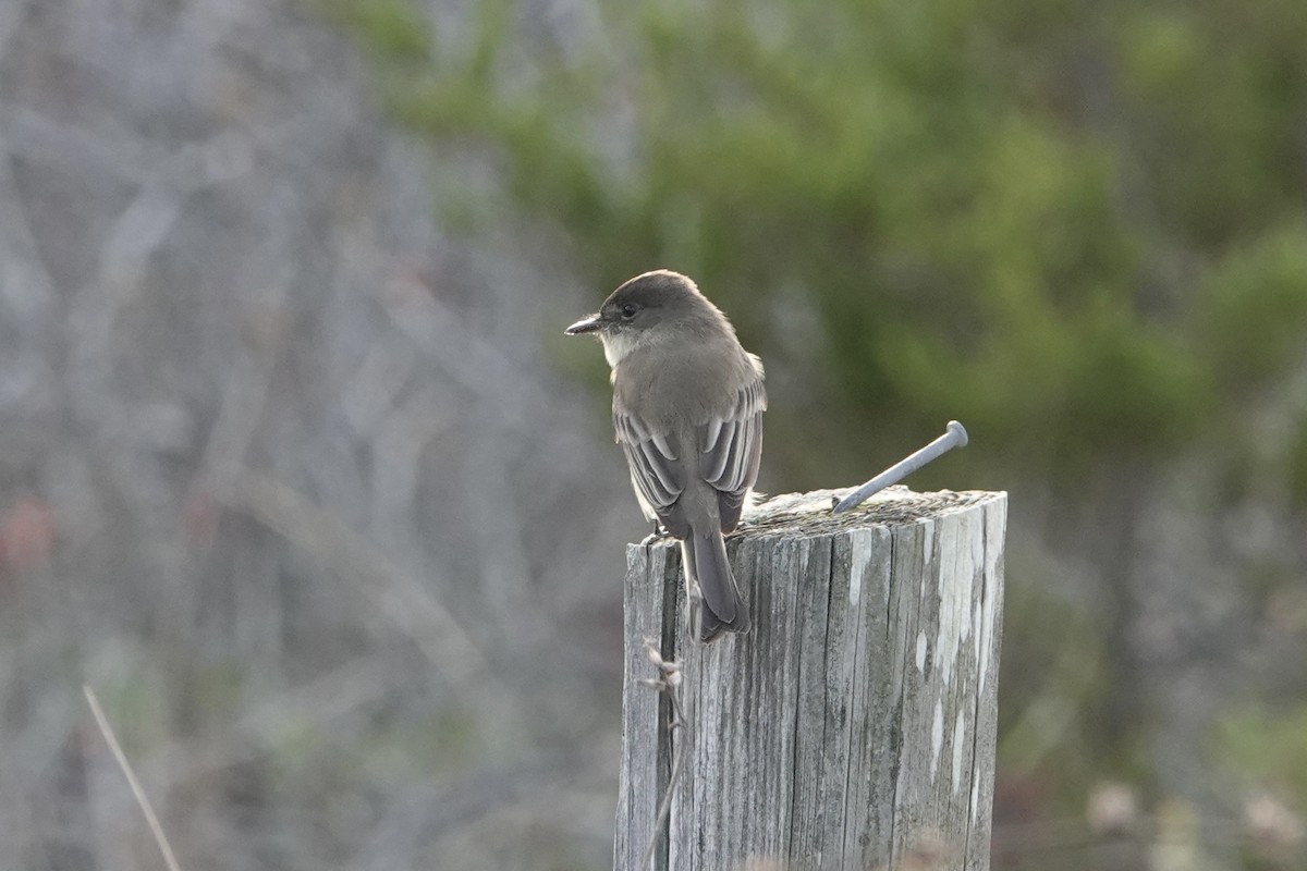 Eastern Phoebe - B P