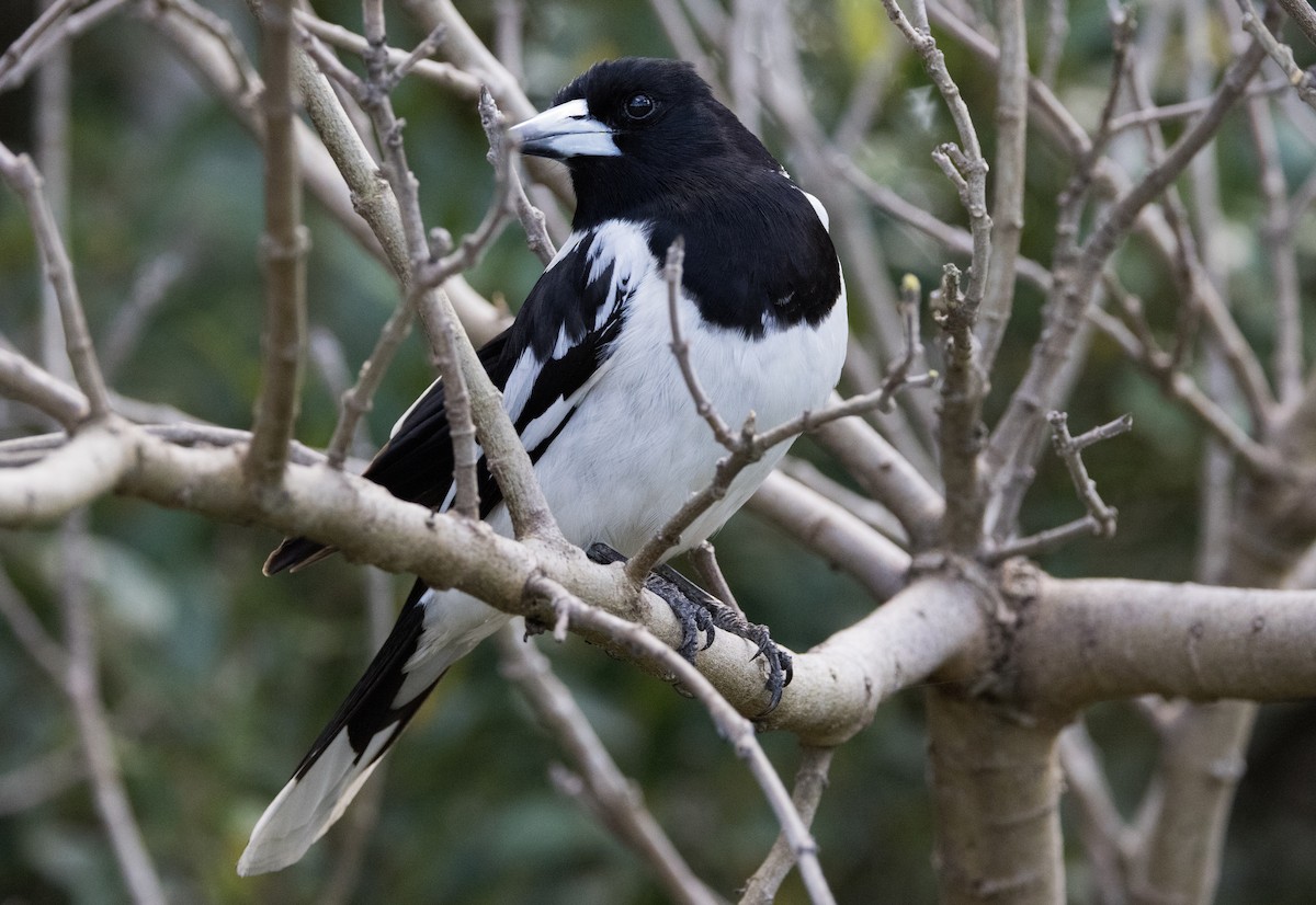 Pied Butcherbird - ML624527787