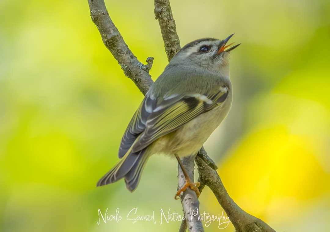 Indianergoldhähnchen - ML624527789