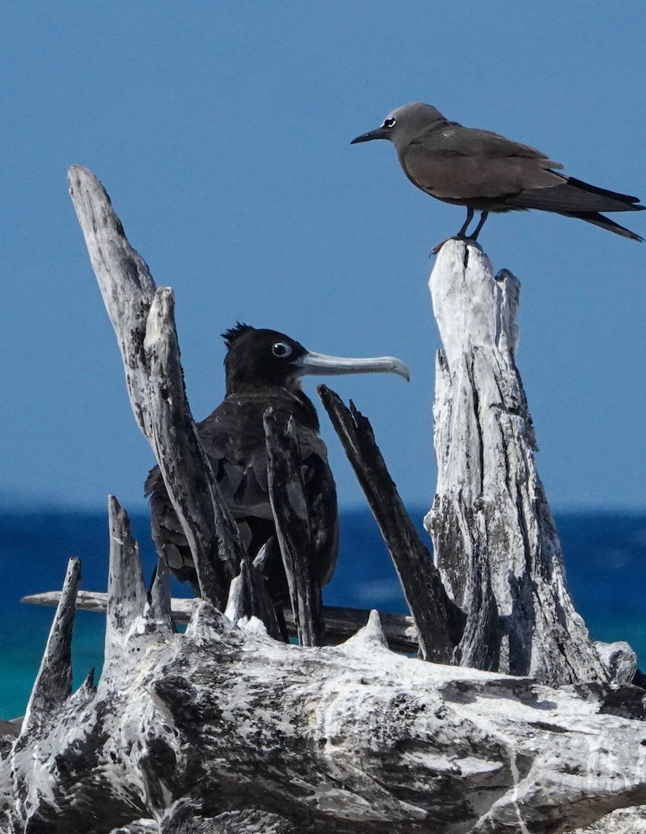 Bindenfregattvogel - ML624527808