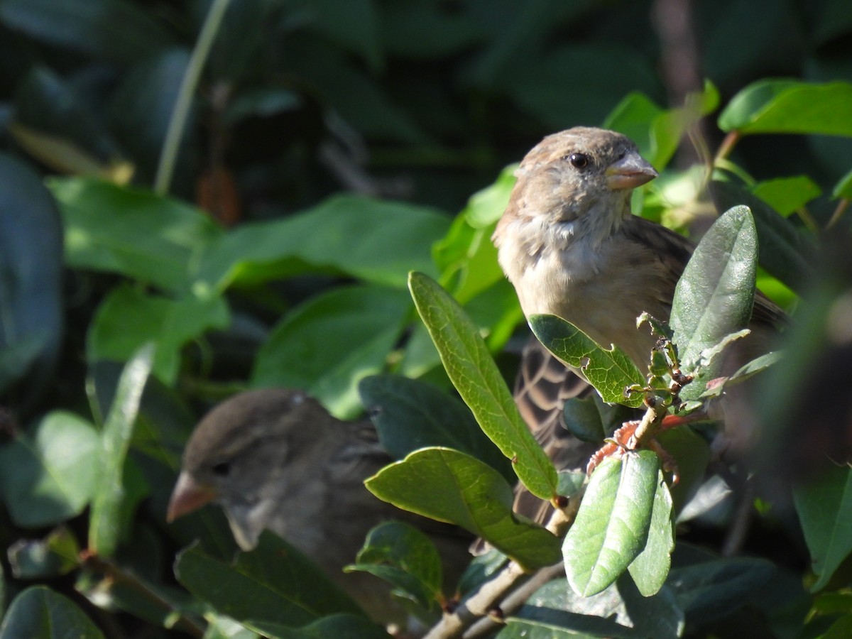 House Sparrow - ML624527815