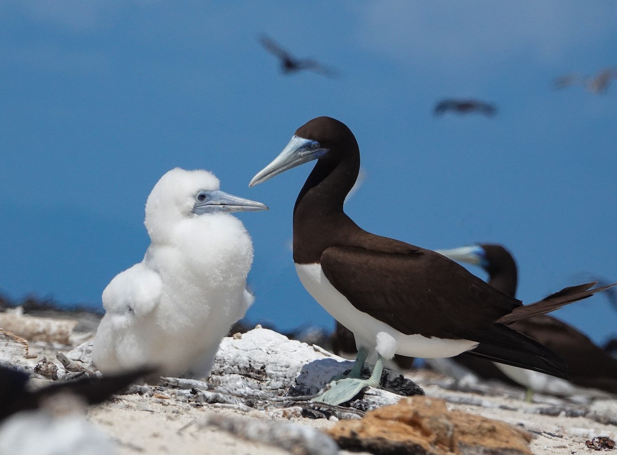 Brown Booby - Liz Noble