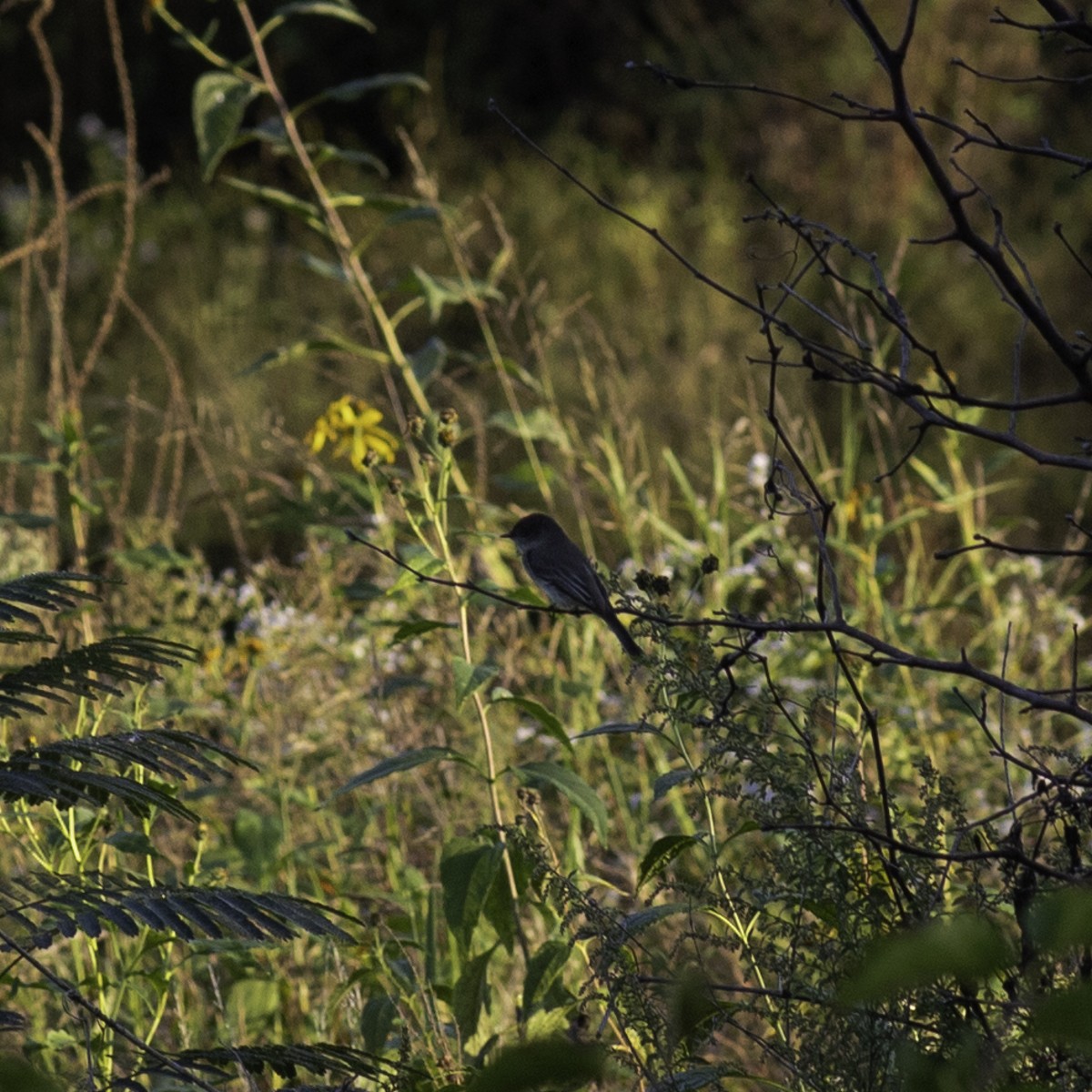 Eastern Phoebe - ML624527864