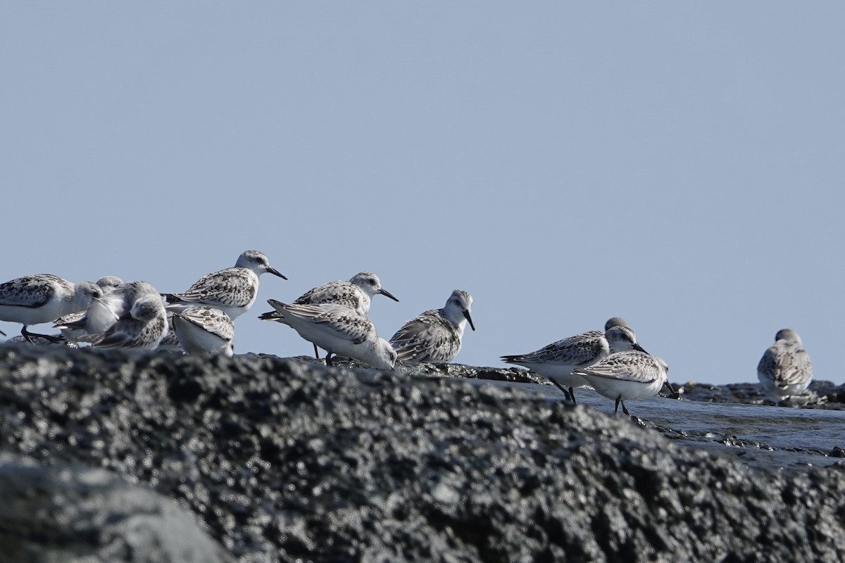 Sanderling - ML624527865