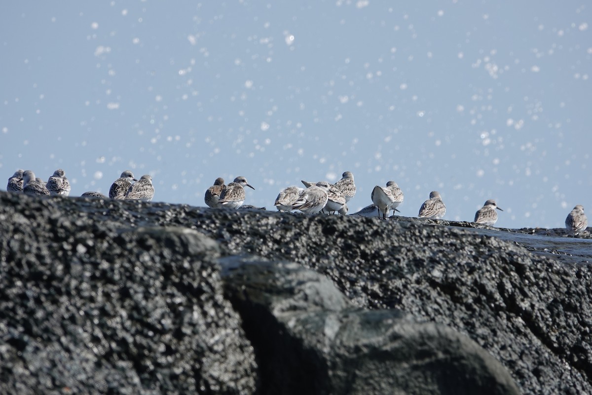 Sanderling - ML624527866