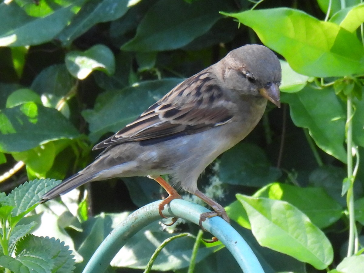 House Sparrow - ML624527875