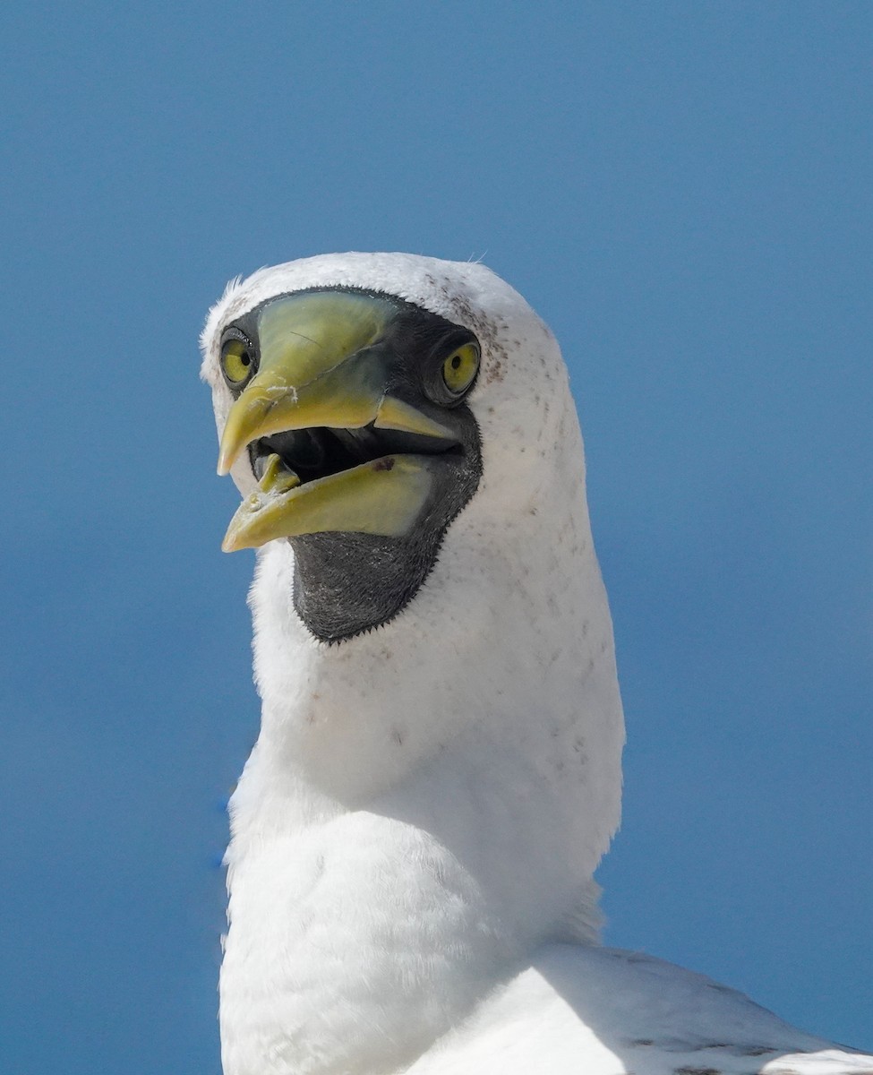 Masked Booby - ML624527876