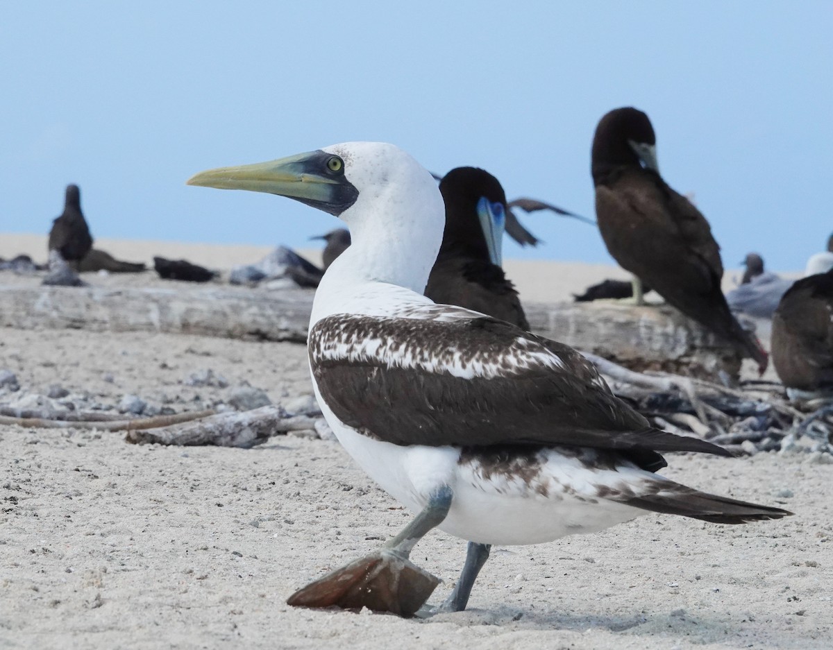 藍臉鰹鳥 - ML624527877