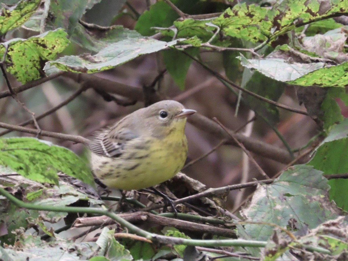 Kirtland's Warbler - ML624527920