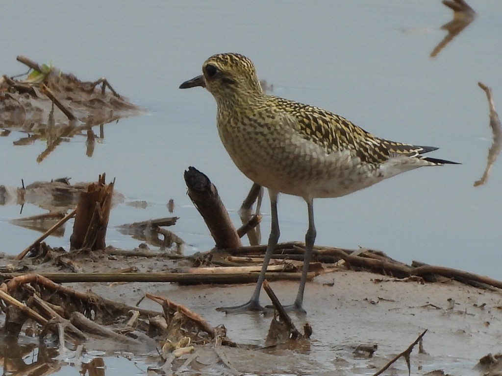 Pacific Golden-Plover - ML624527976