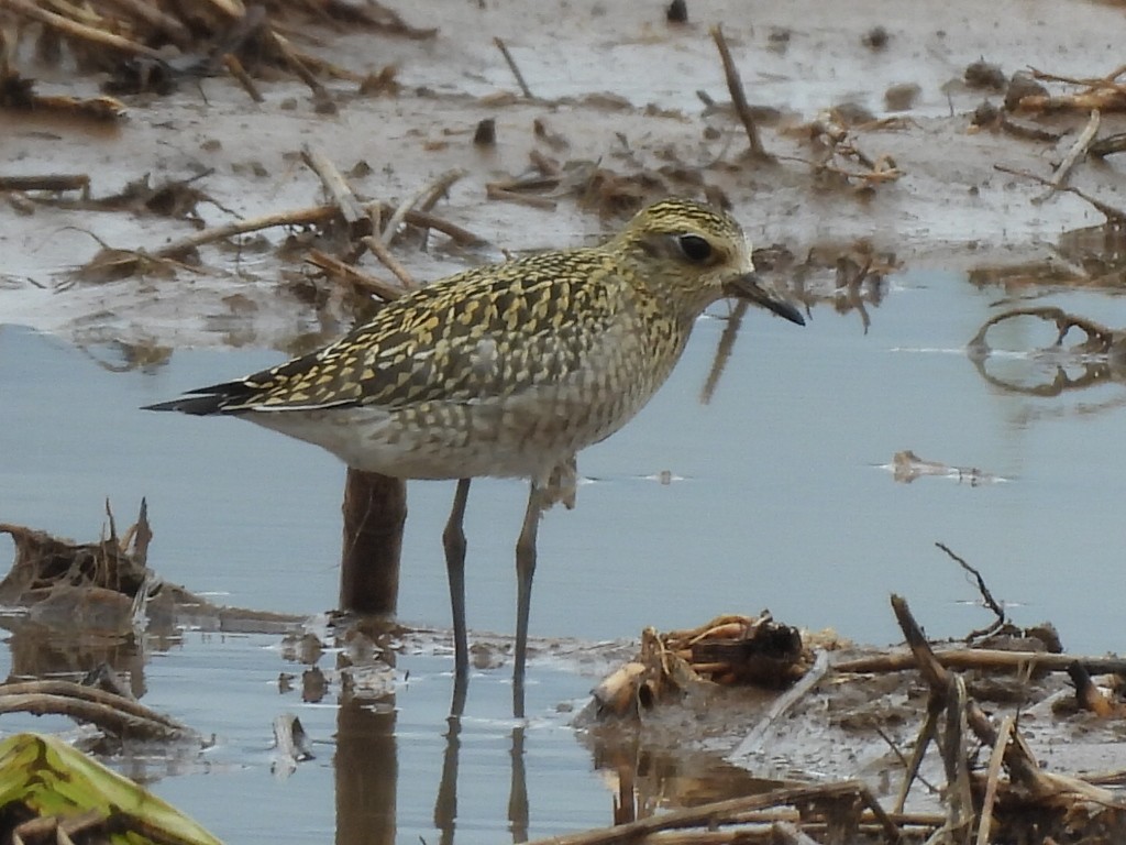 Chorlito Dorado Siberiano - ML624527985