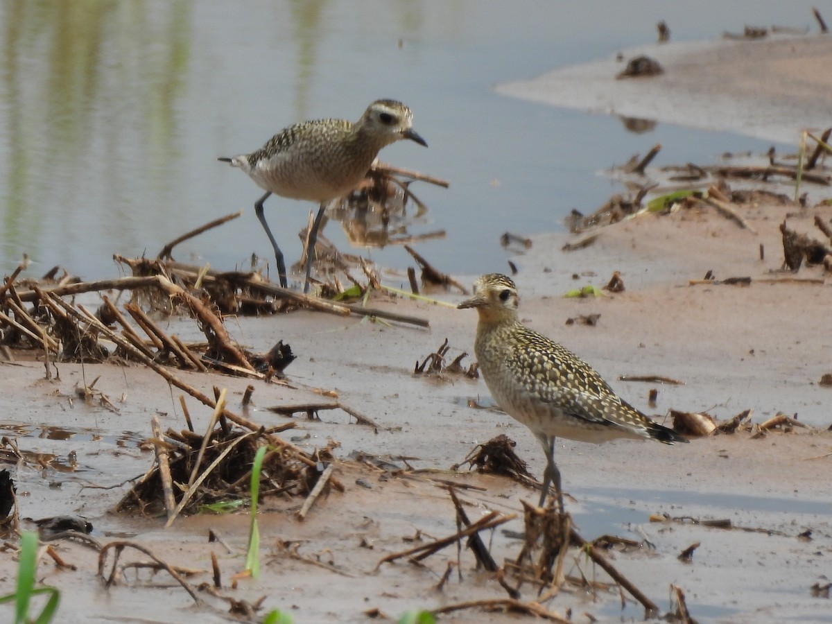 Chorlito Dorado Siberiano - ML624527998