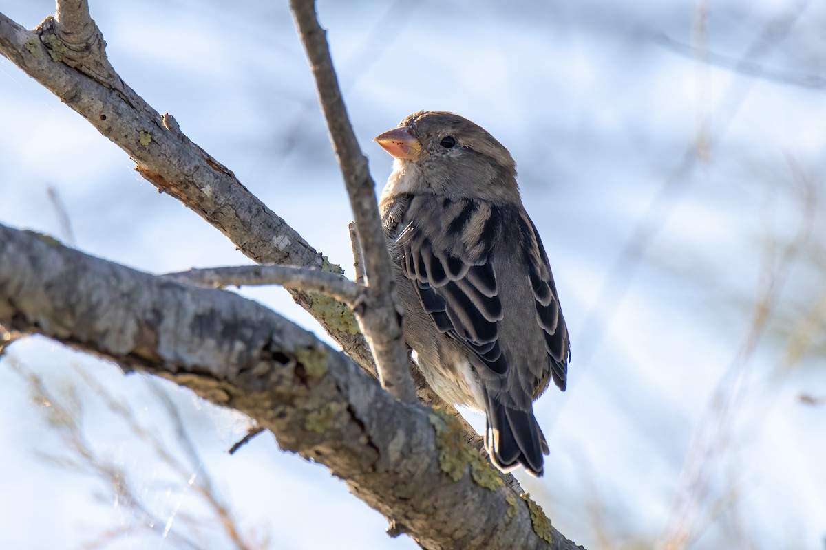 House Sparrow - ML624528016