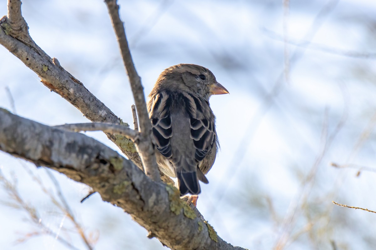 House Sparrow - ML624528017