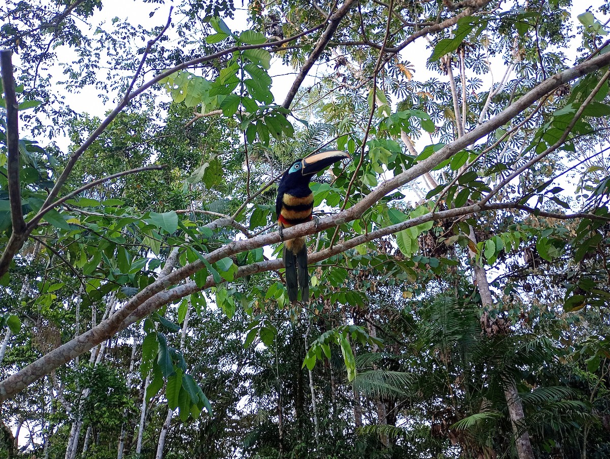 Many-banded Aracari - ML624528019