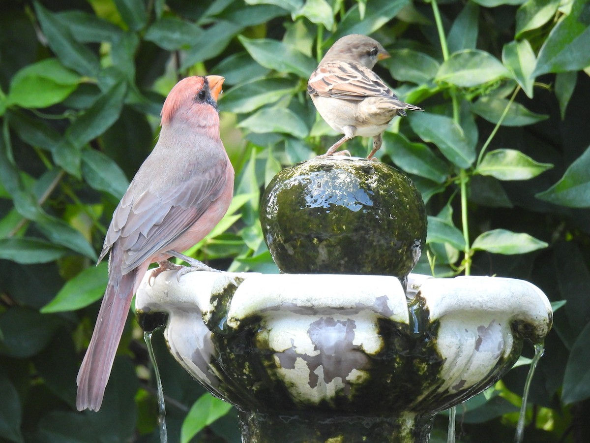 House Sparrow - ML624528022