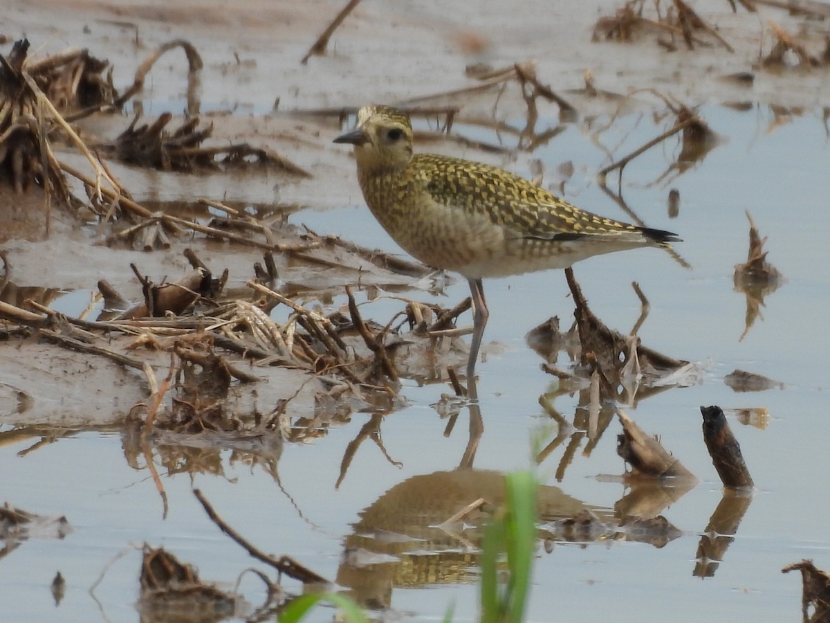 Pacific Golden-Plover - ML624528023