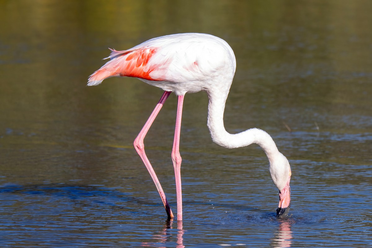 Greater Flamingo - Janet Stevens