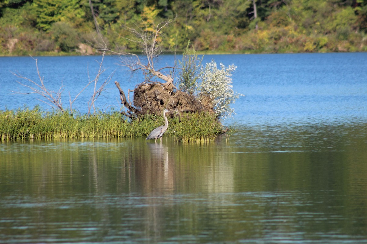 Great Blue Heron - ML624528034