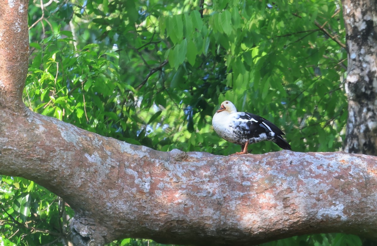 White-winged Duck - Allen Lyu