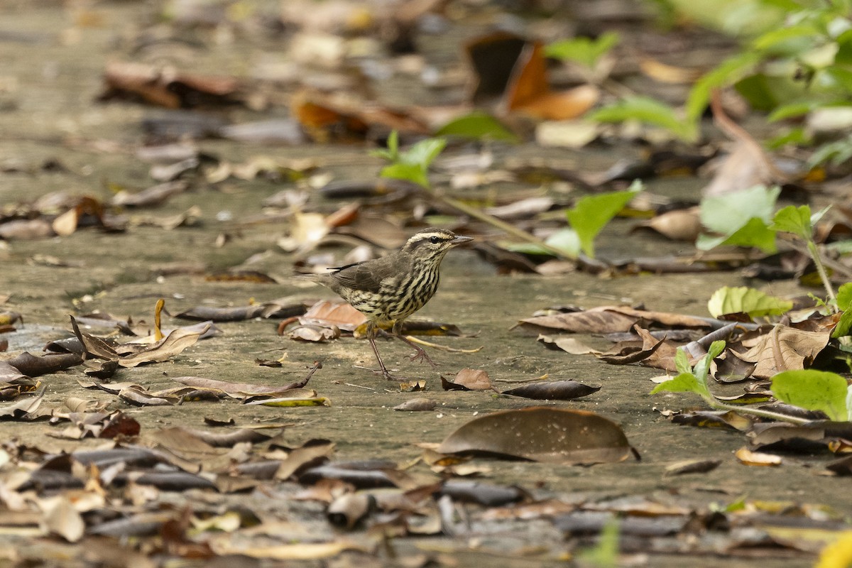 Northern Waterthrush - ML624528036