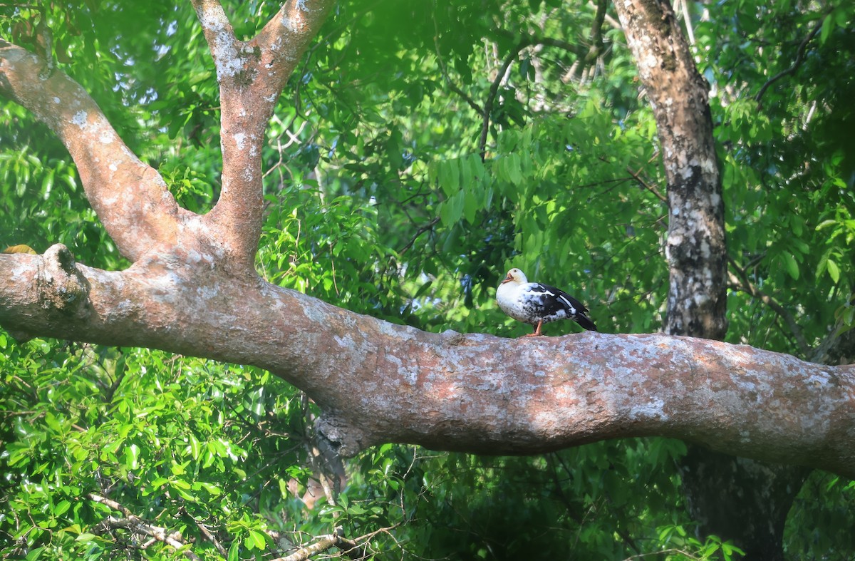 White-winged Duck - ML624528038