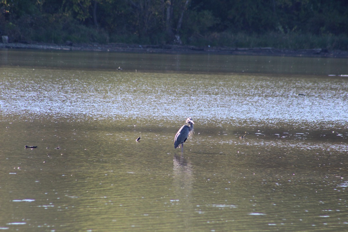 Great Blue Heron - ML624528039