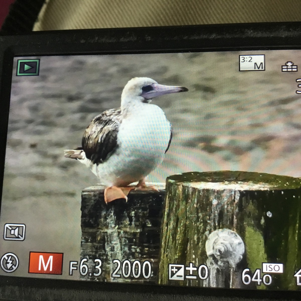 Red-footed Booby - ML624528040