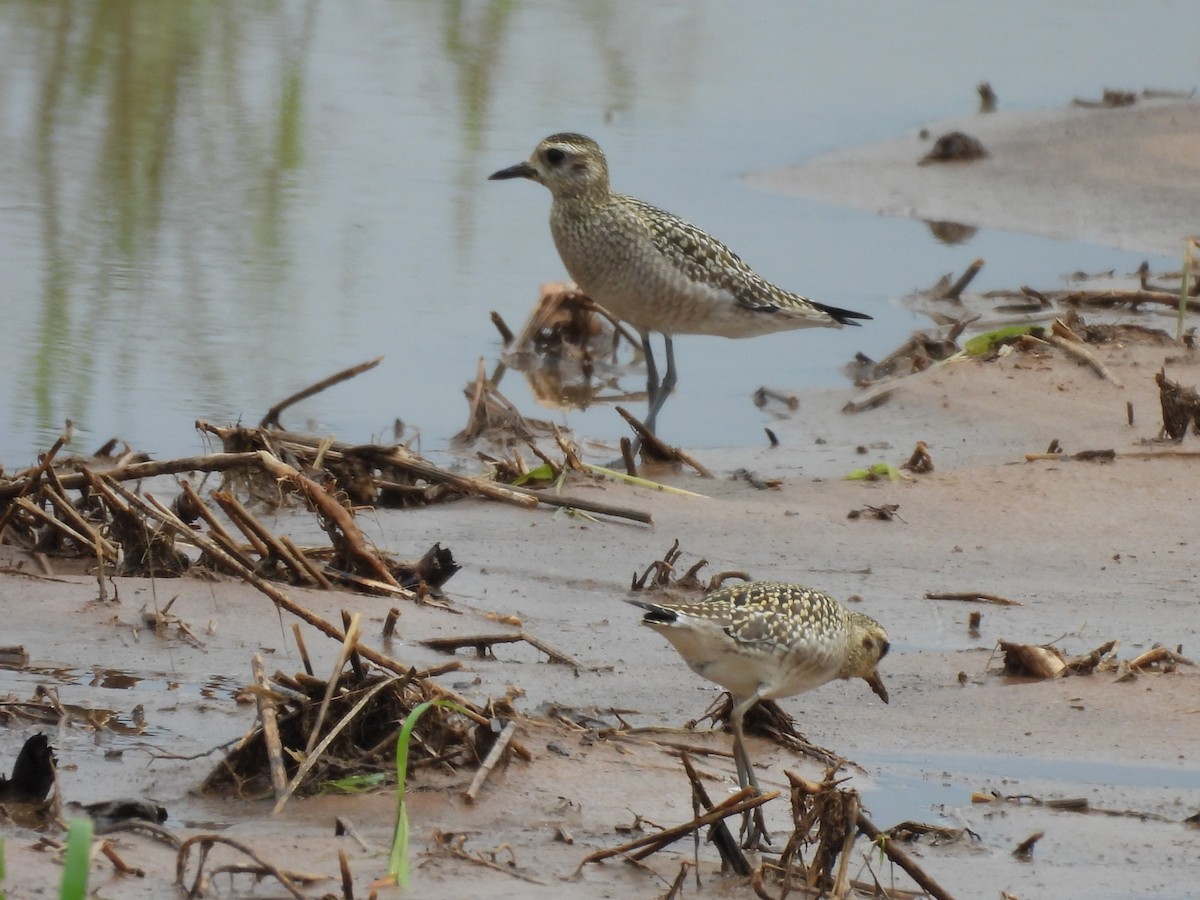 Chorlito Dorado Siberiano - ML624528042