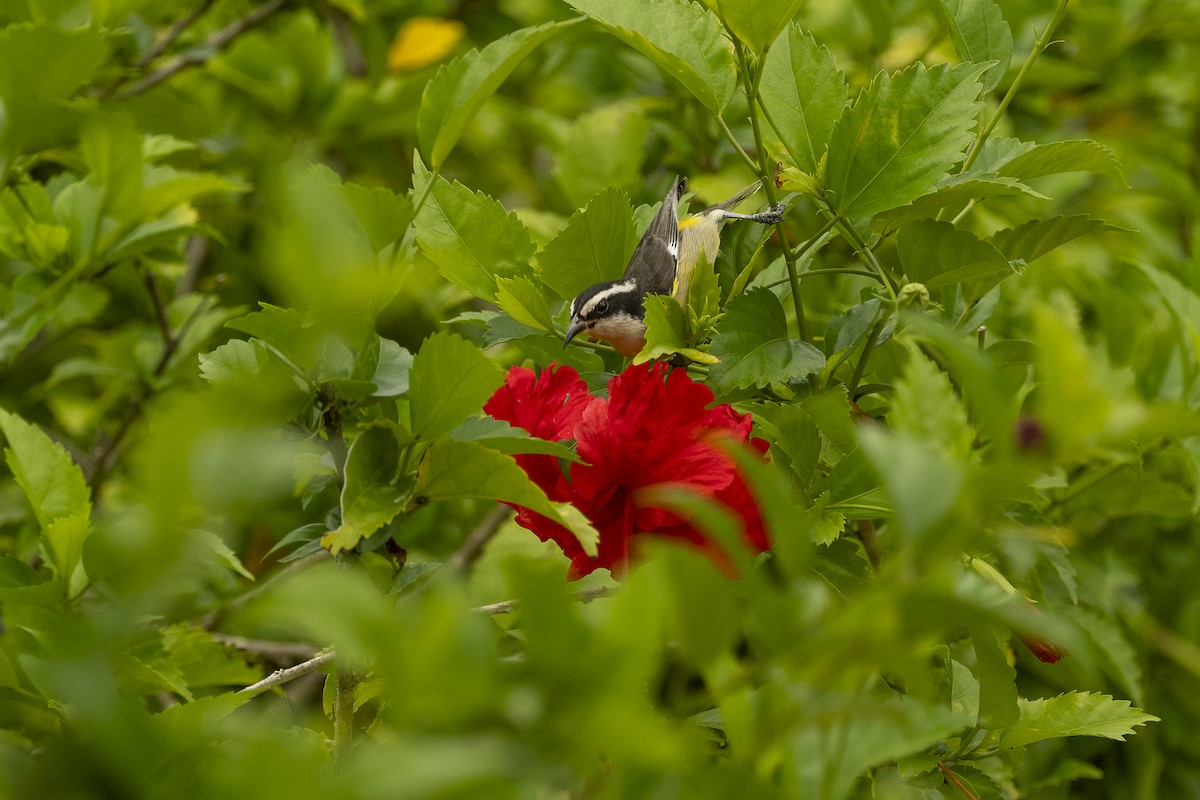 Bananaquit (Cozumel I.) - ML624528043