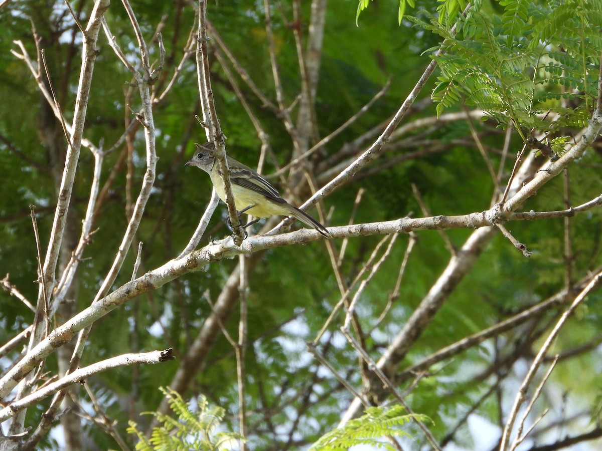 Yellow-bellied Elaenia - ML624528044