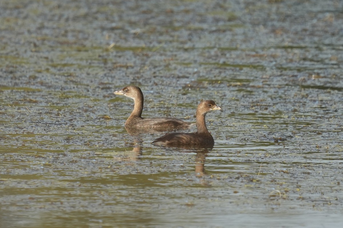 Pied-billed Grebe - ML624528046