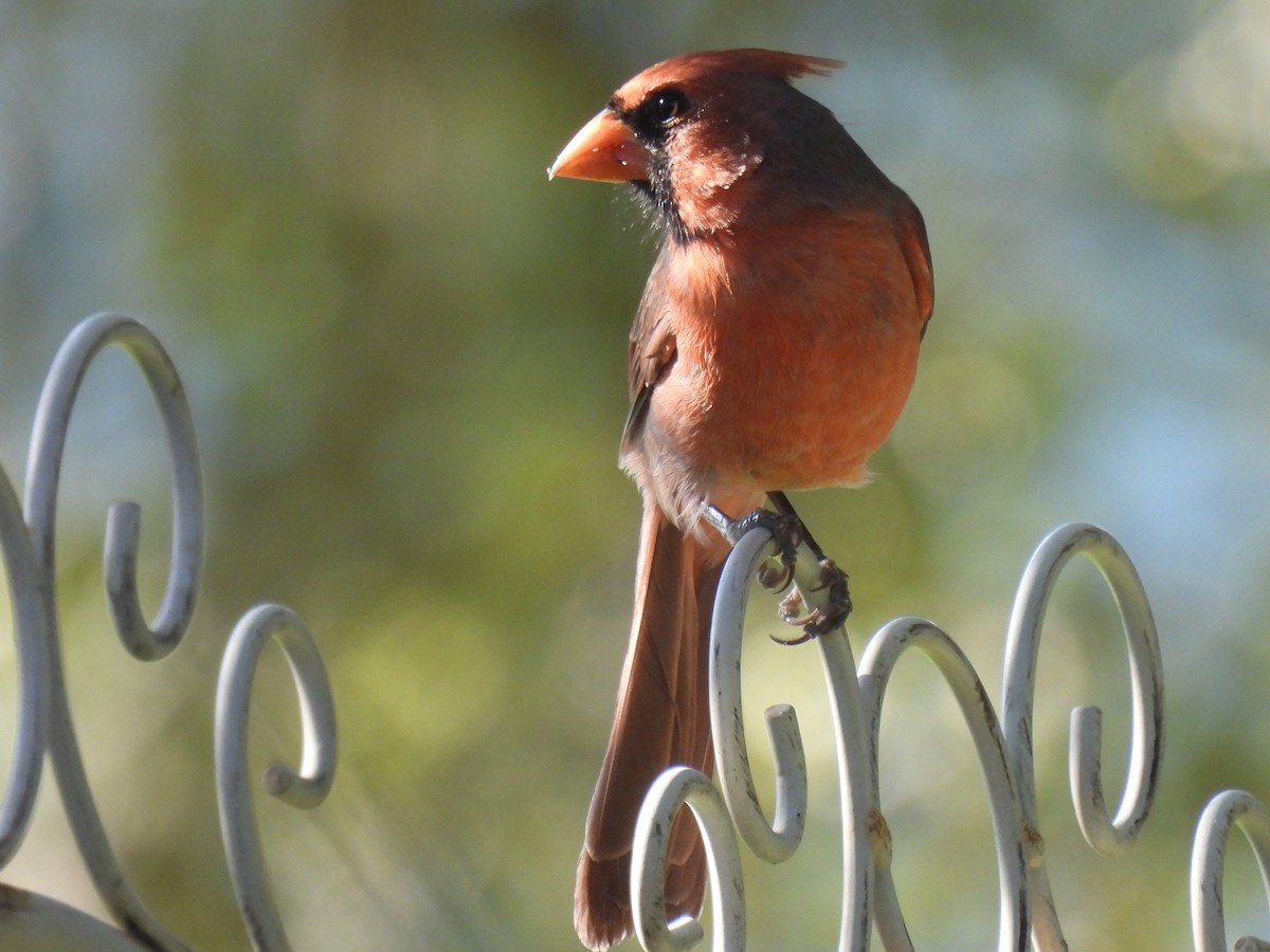 Northern Cardinal - ML624528047