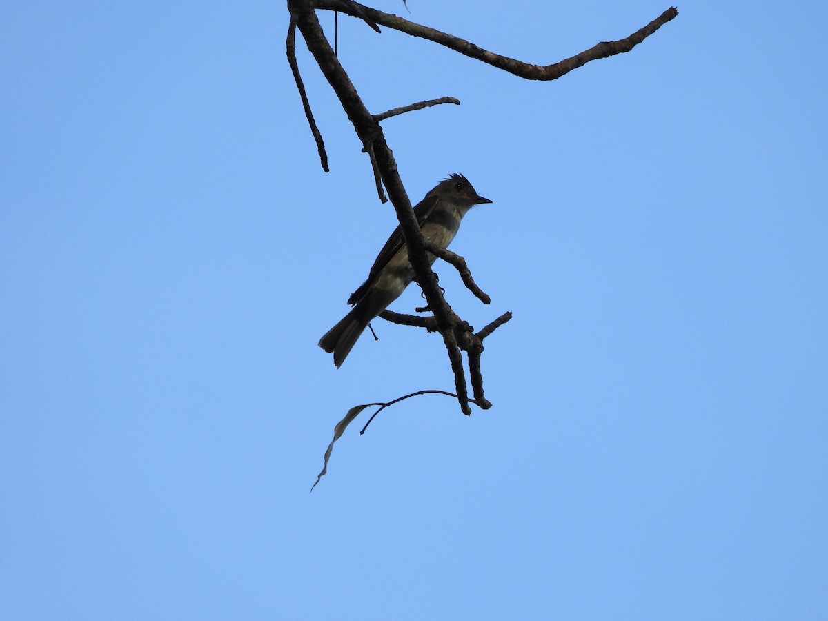 Eastern Wood-Pewee - ML624528048