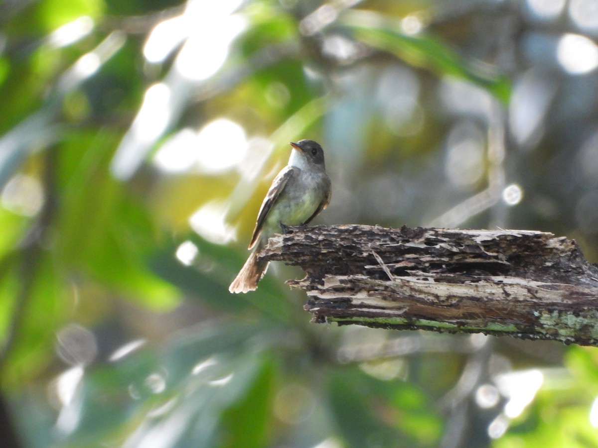 Eastern Wood-Pewee - ML624528049