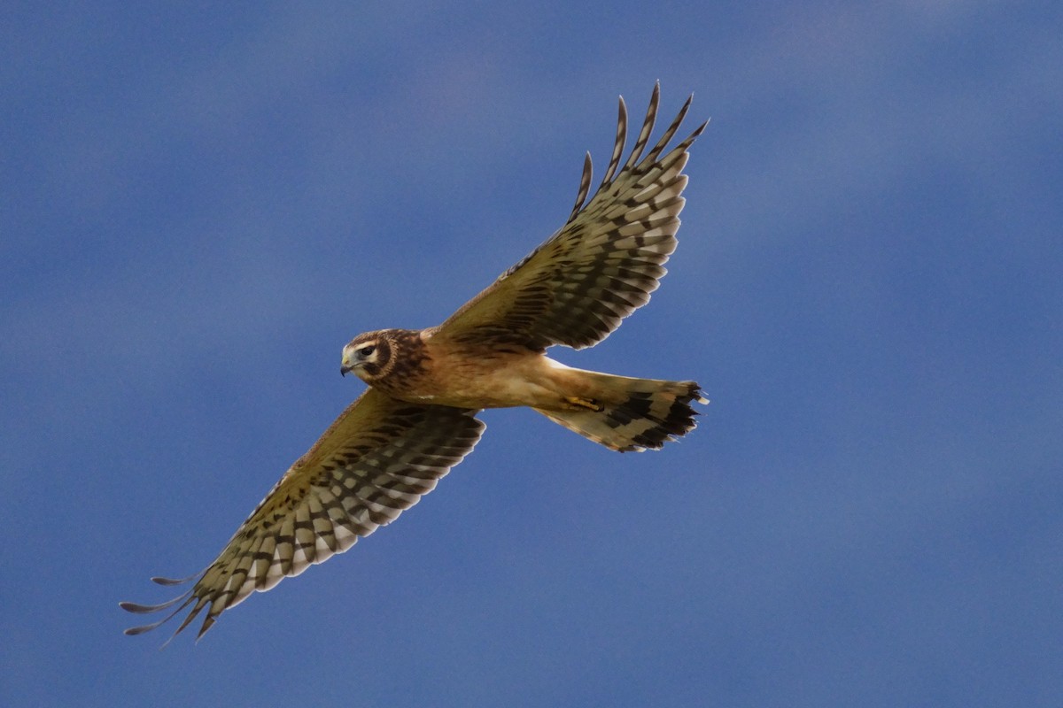 Northern Harrier - ML624528050