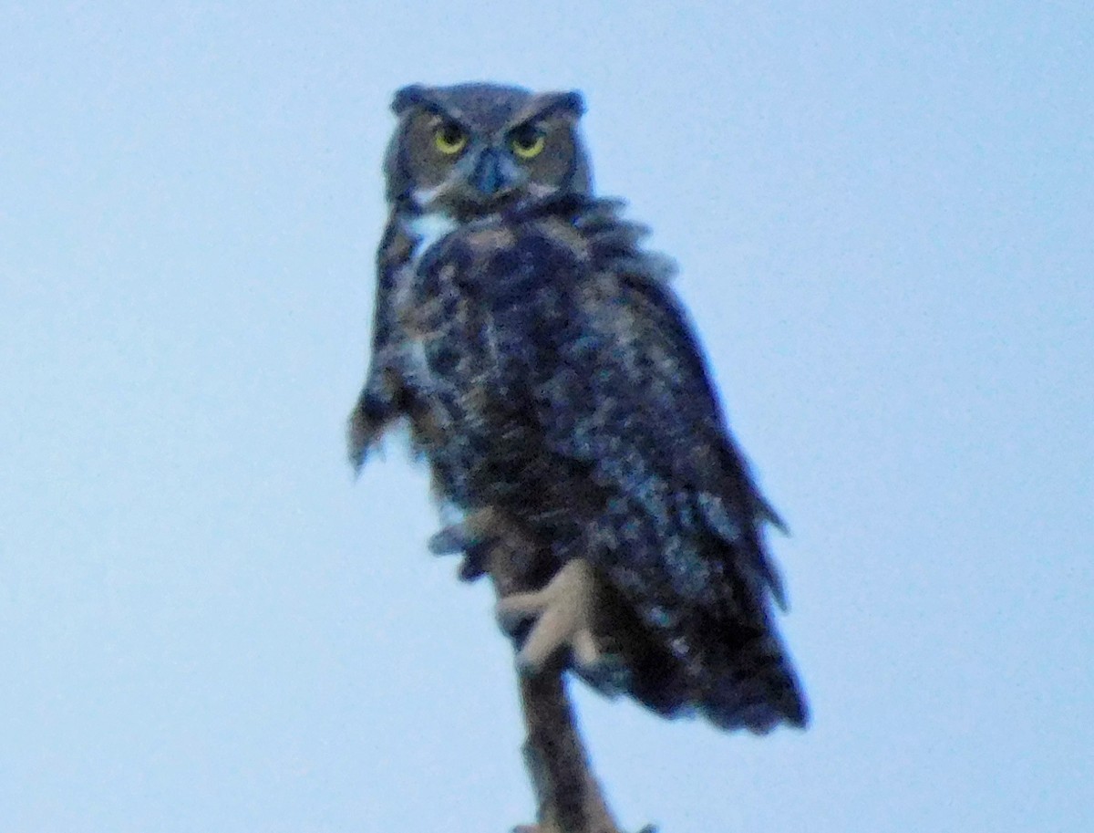 Great Horned Owl - ML624528053