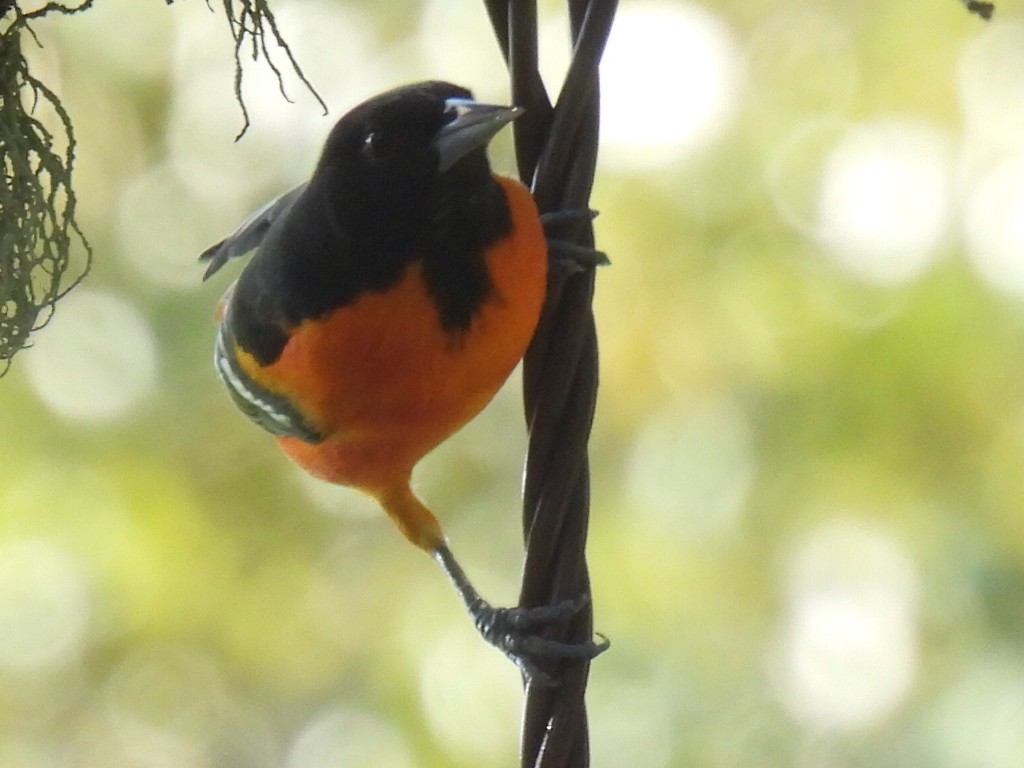 Baltimore Oriole - ML624528054