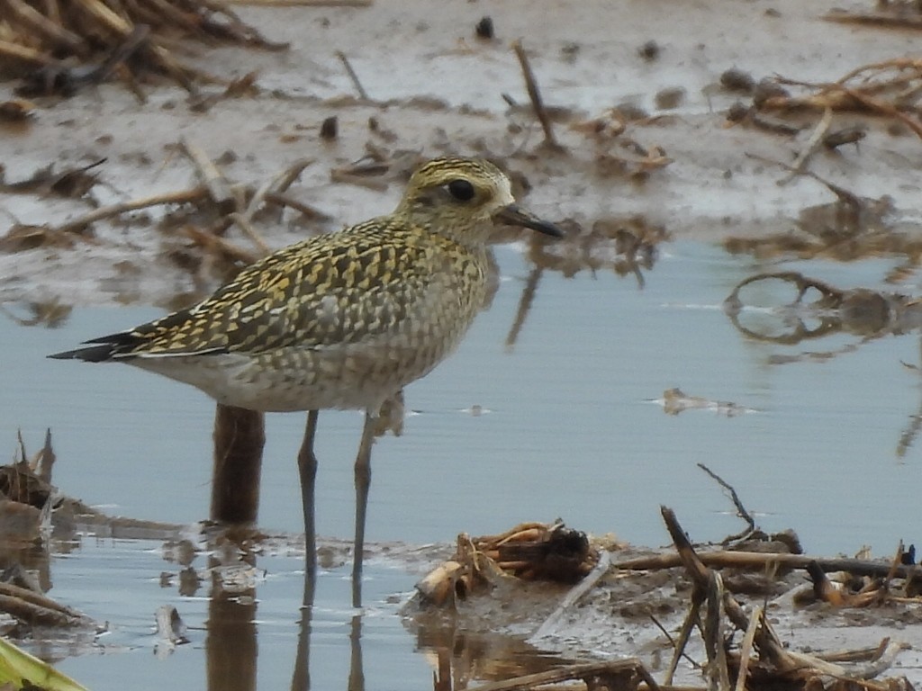 Chorlito Dorado Siberiano - ML624528077