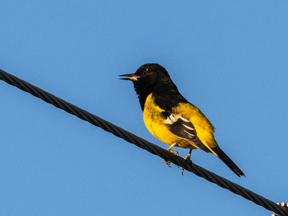 Scott's Oriole - ML624528110