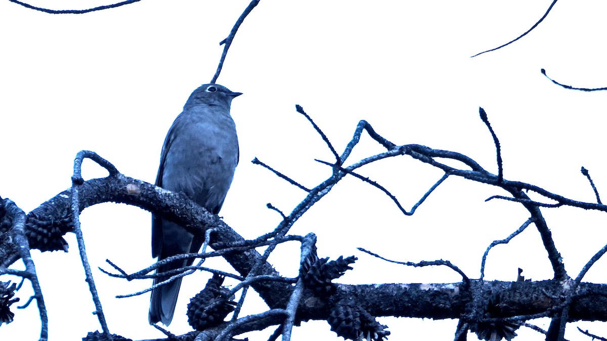 Townsend's Solitaire - ML624528119