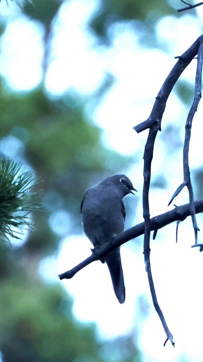 Townsend's Solitaire - ML624528121