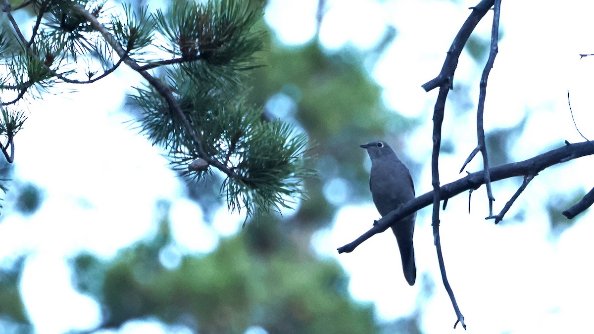 Townsend's Solitaire - ML624528122